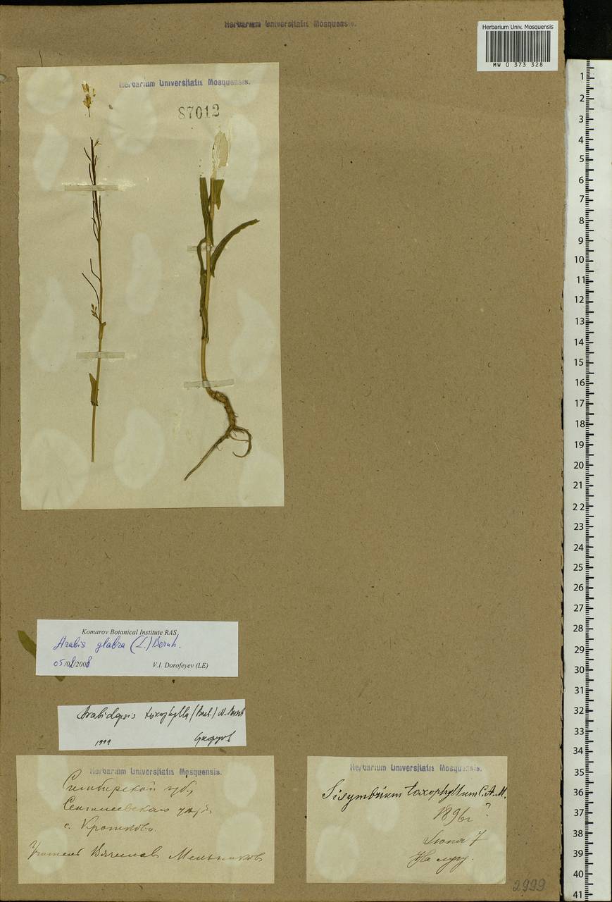 Pseudoarabidopsis toxophylla (M. Bieb.) Al-Shehbaz, O'Kane & R. A. Price, Eastern Europe, Middle Volga region (E8) (Russia)