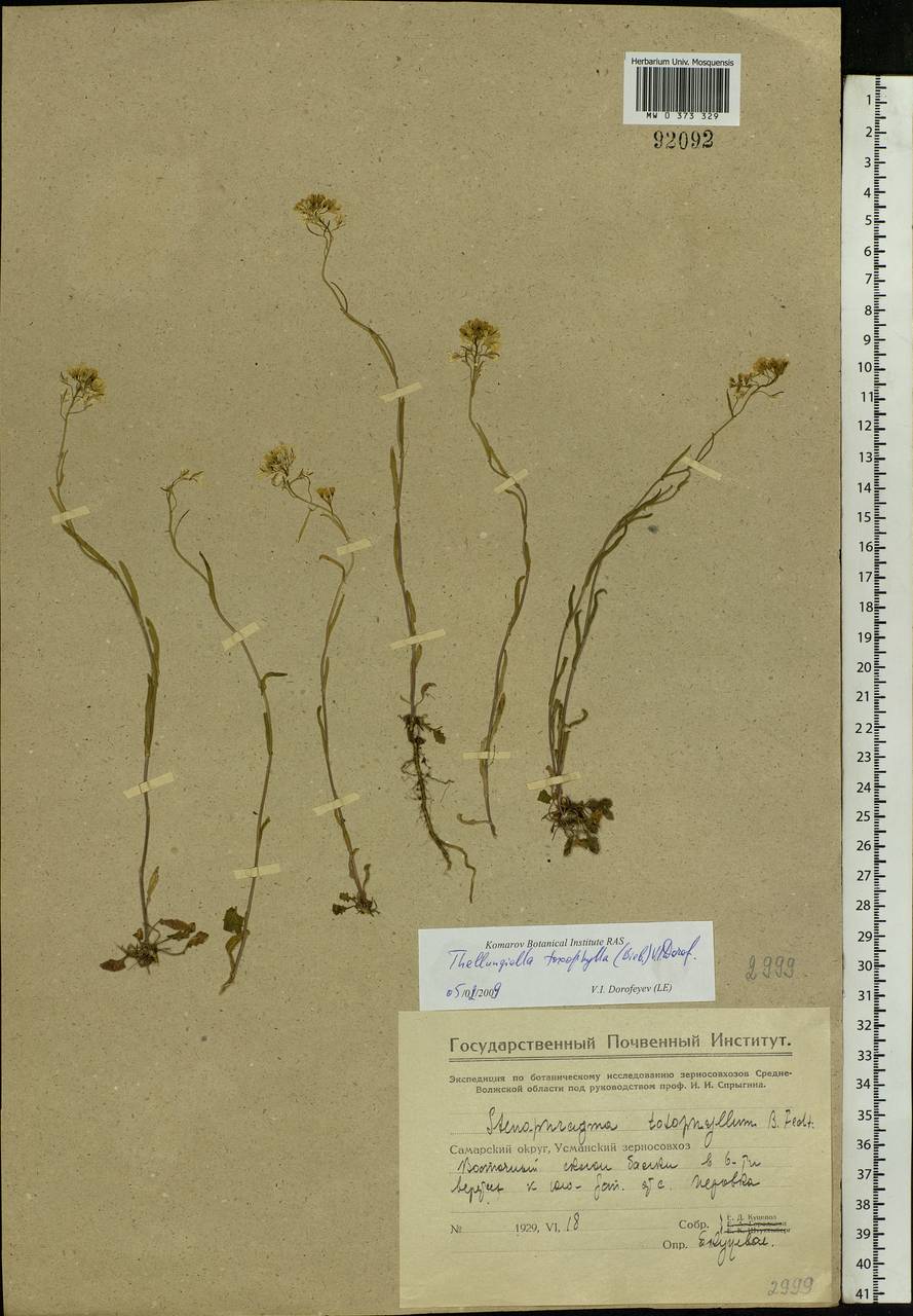 Pseudoarabidopsis toxophylla (M.Bieb.) Al-Shehbaz, O'Kane & R.A. Price, Eastern Europe, Middle Volga region (E8) (Russia)
