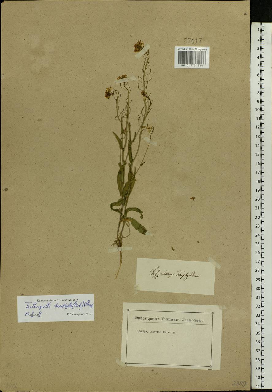 Pseudoarabidopsis toxophylla (M. Bieb.) Al-Shehbaz, O'Kane & R. A. Price, Eastern Europe, Lower Volga region (E9) (Russia)