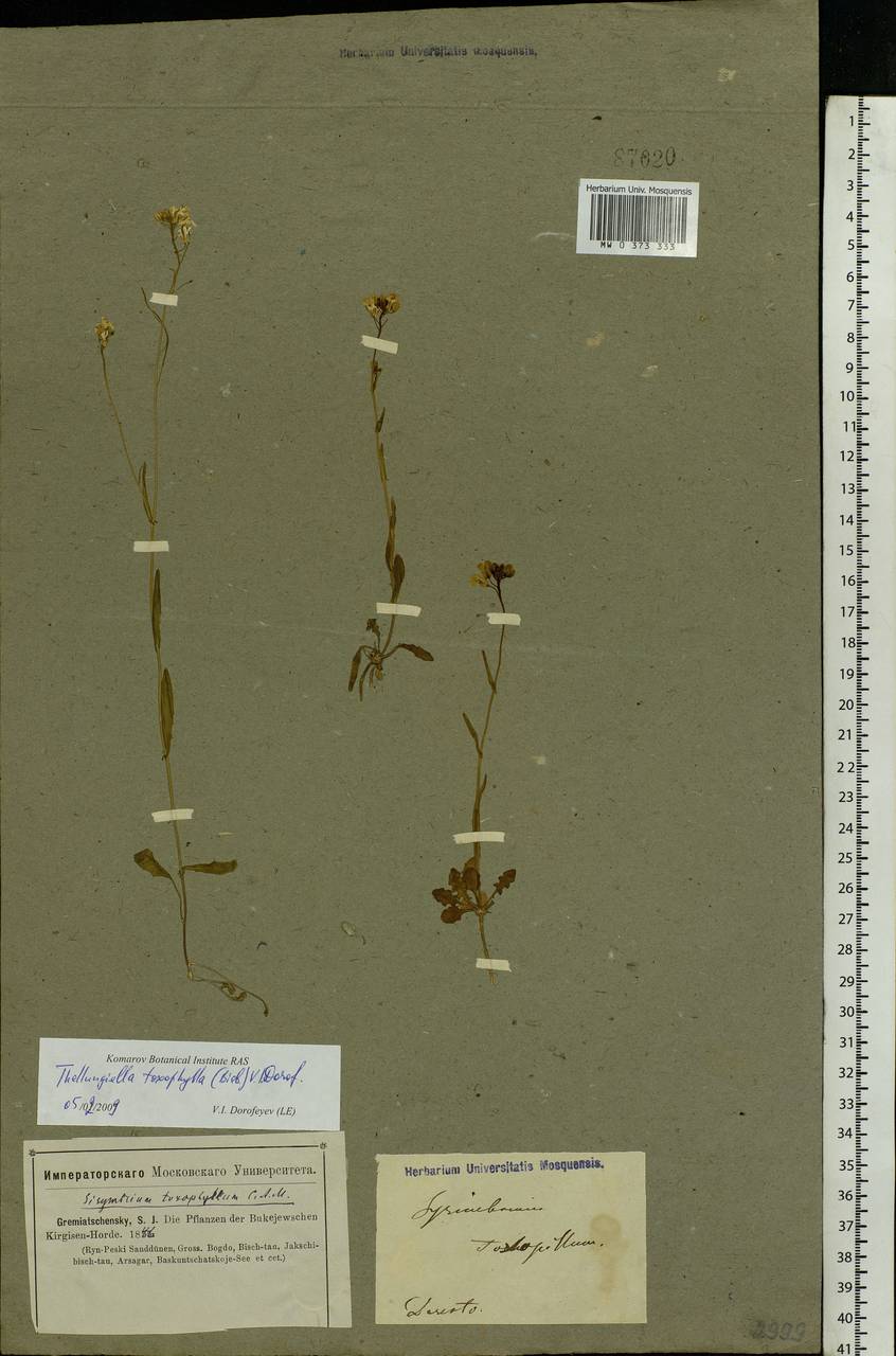 Pseudoarabidopsis toxophylla (M.Bieb.) Al-Shehbaz, O'Kane & R.A.Price, Eastern Europe, Lower Volga region (E9) (Russia)