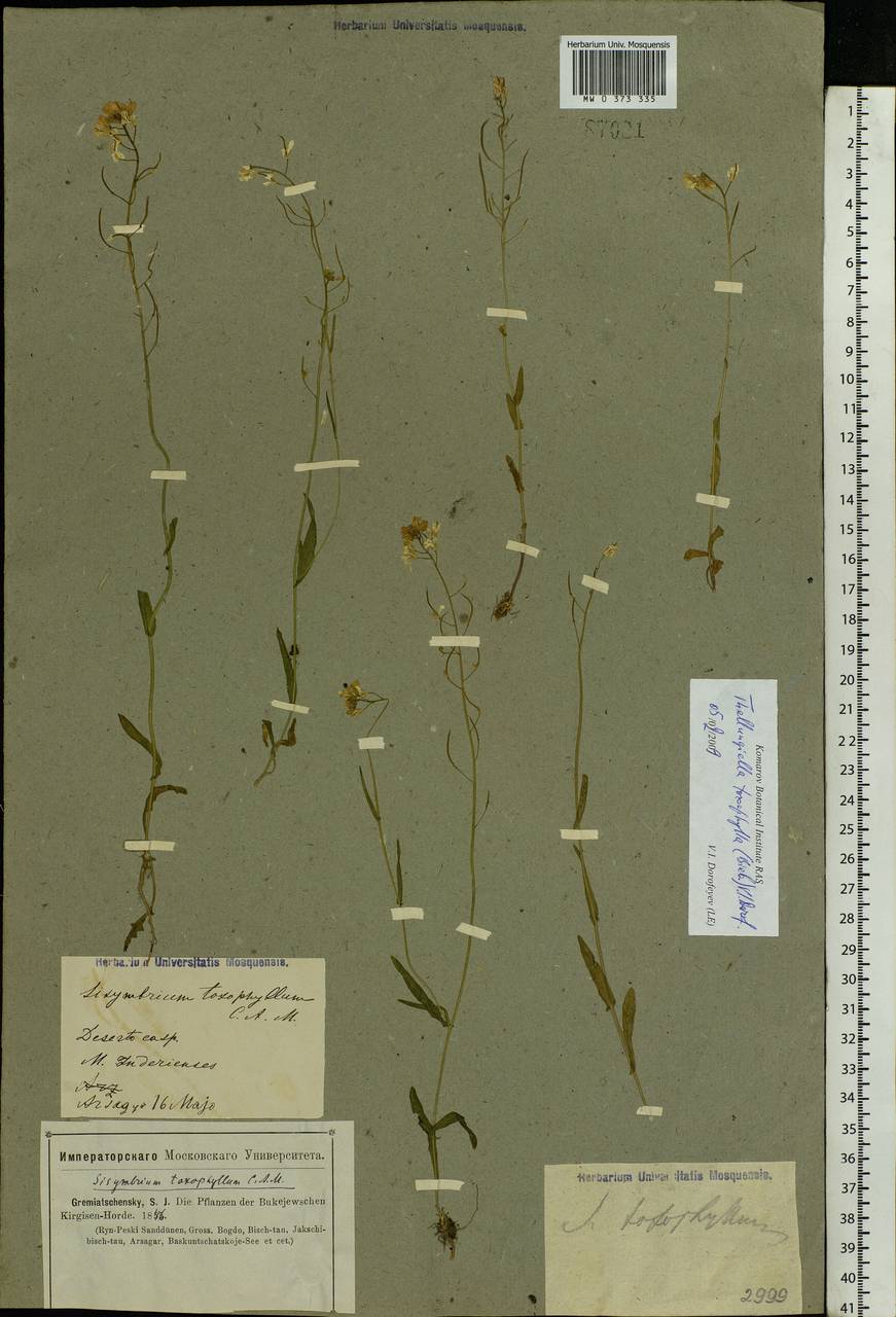 Pseudoarabidopsis toxophylla (M. Bieb.) Al-Shehbaz, O'Kane & R. A. Price, Eastern Europe, Lower Volga region (E9) (Russia)