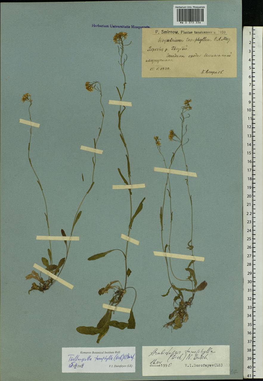 Pseudoarabidopsis toxophylla (M.Bieb.) Al-Shehbaz, O'Kane & R.A.Price, Eastern Europe, Lower Volga region (E9) (Russia)