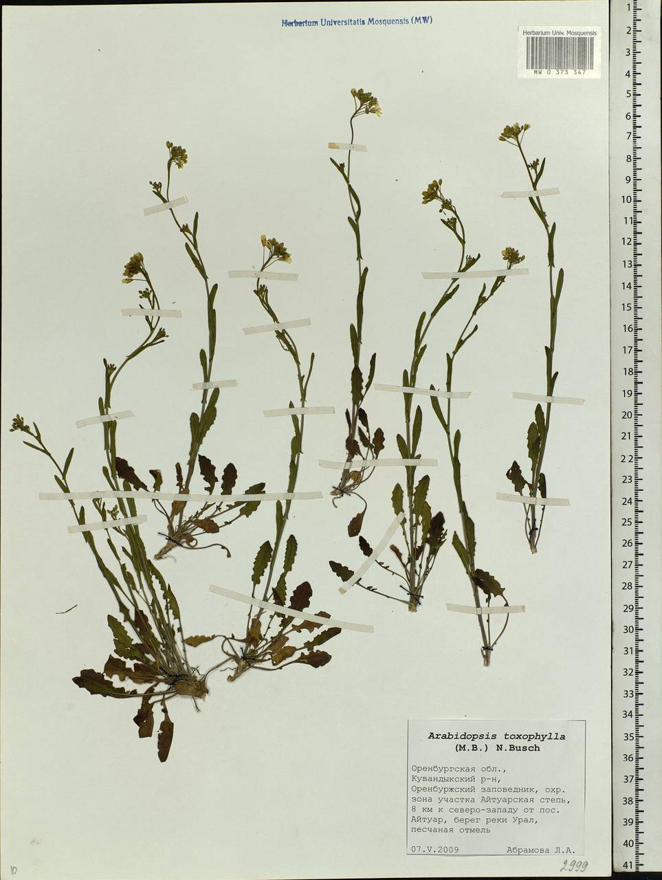 Pseudoarabidopsis toxophylla (M.Bieb.) Al-Shehbaz, O'Kane & R.A.Price, Eastern Europe, Eastern region (E10) (Russia)