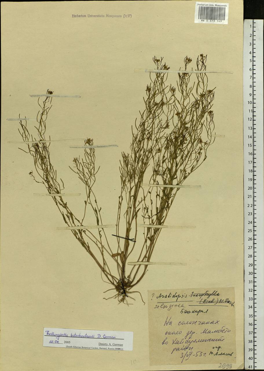 Pseudoarabidopsis toxophylla (M. Bieb.) Al-Shehbaz, O'Kane & R. A. Price, Eastern Europe, Eastern region (E10) (Russia)