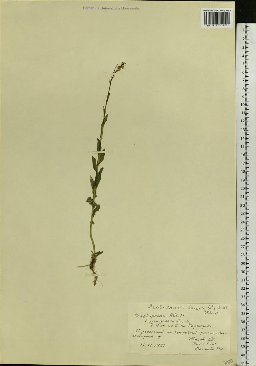 Pseudoarabidopsis toxophylla (M.Bieb.) Al-Shehbaz, O'Kane & R.A.Price, Eastern Europe, Eastern region (E10) (Russia)
