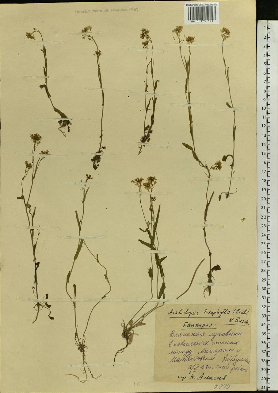 Pseudoarabidopsis toxophylla (M. Bieb.) Al-Shehbaz, O'Kane & R. A. Price, Eastern Europe, Eastern region (E10) (Russia)