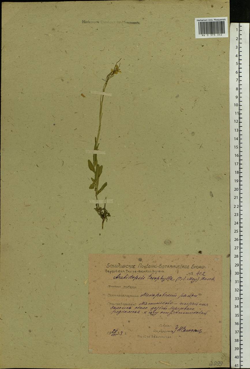 Pseudoarabidopsis toxophylla (M. Bieb.) Al-Shehbaz, O'Kane & R. A. Price, Eastern Europe, Eastern region (E10) (Russia)