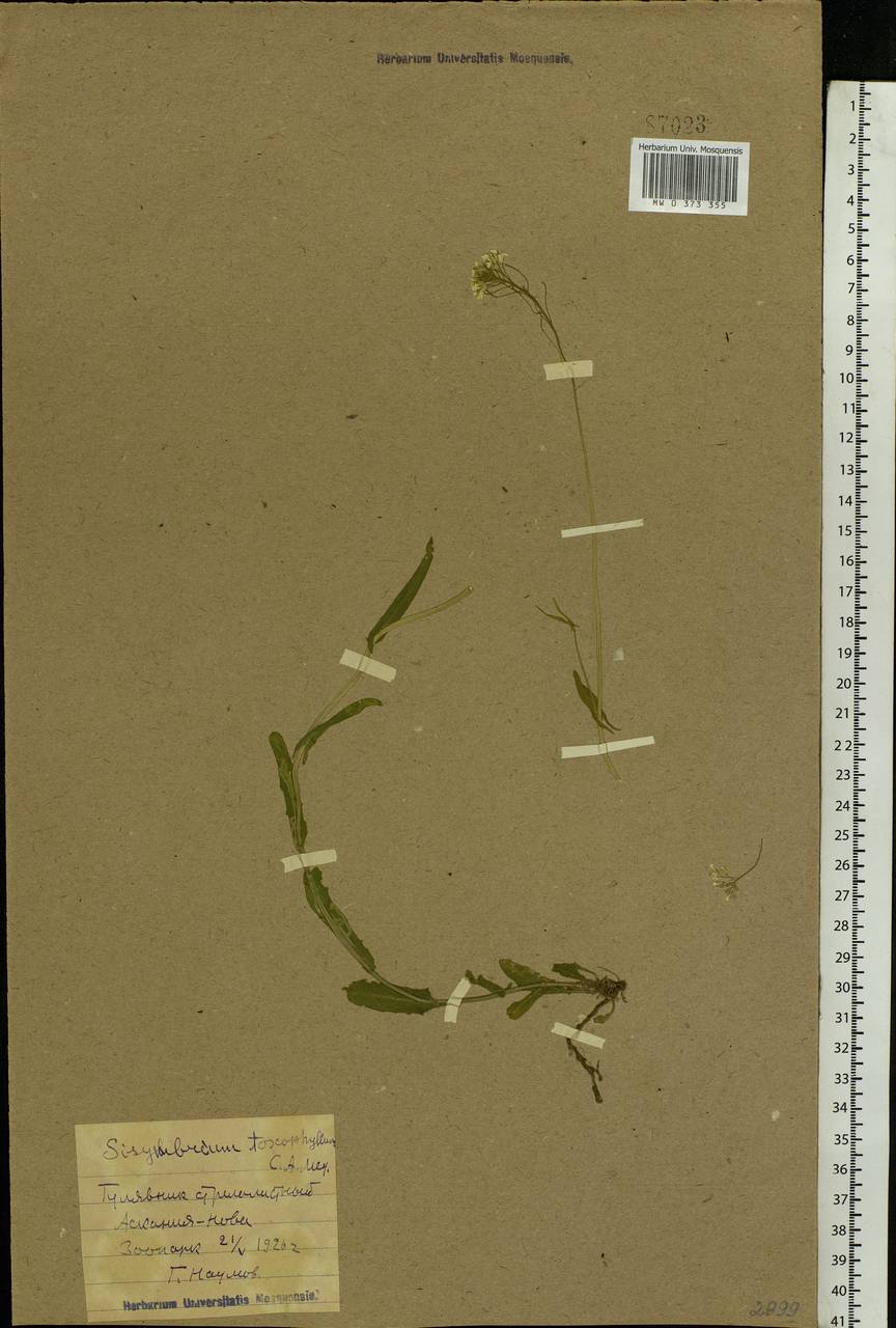 Pseudoarabidopsis toxophylla (M.Bieb.) Al-Shehbaz, O'Kane & R.A. Price, Eastern Europe, South Ukrainian region (E12) (Ukraine)