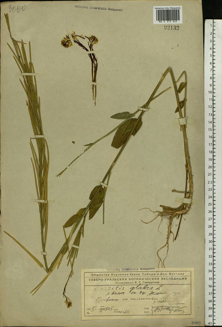 Turritis glabra L., Eastern Europe, Northern region (E1) (Russia)