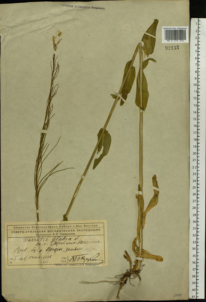 Turritis glabra L., Eastern Europe, Northern region (E1) (Russia)