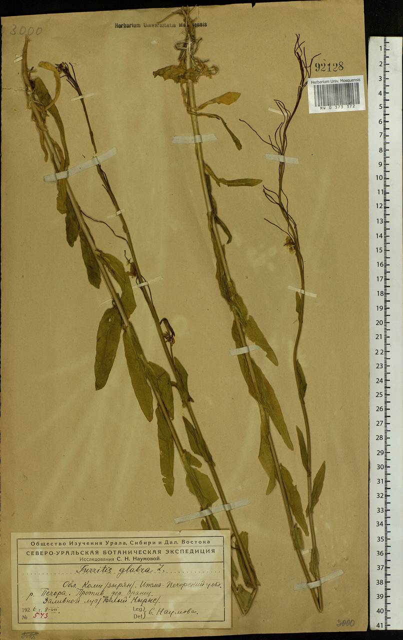 Turritis glabra L., Eastern Europe, Northern region (E1) (Russia)