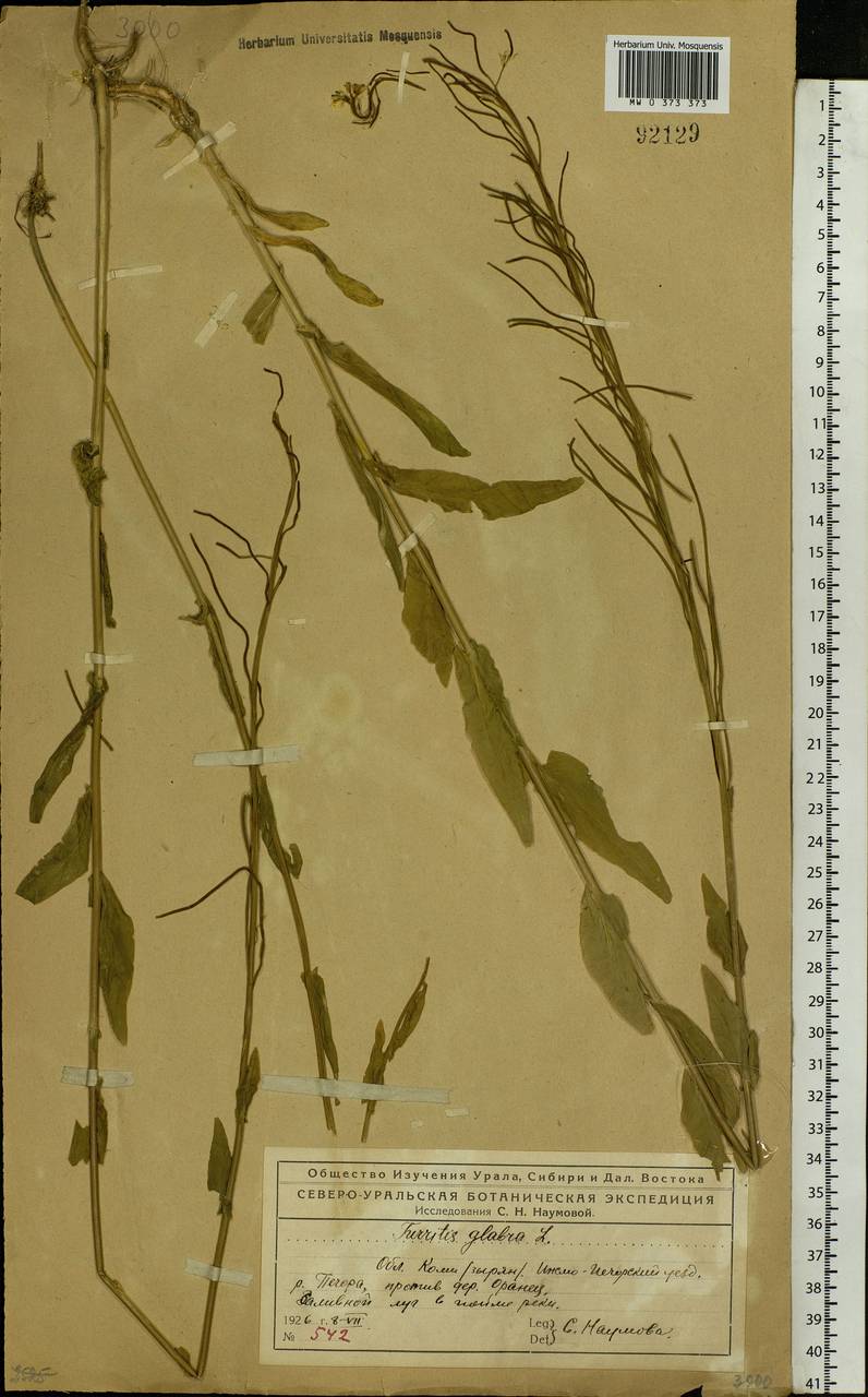 Turritis glabra L., Eastern Europe, Northern region (E1) (Russia)