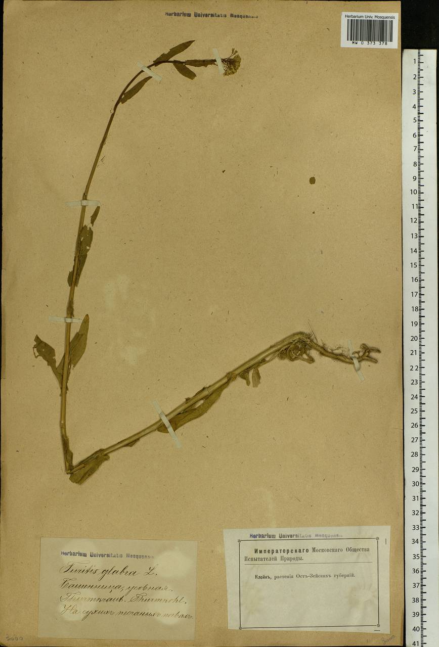 Turritis glabra L., Eastern Europe, Latvia (E2b) (Latvia)