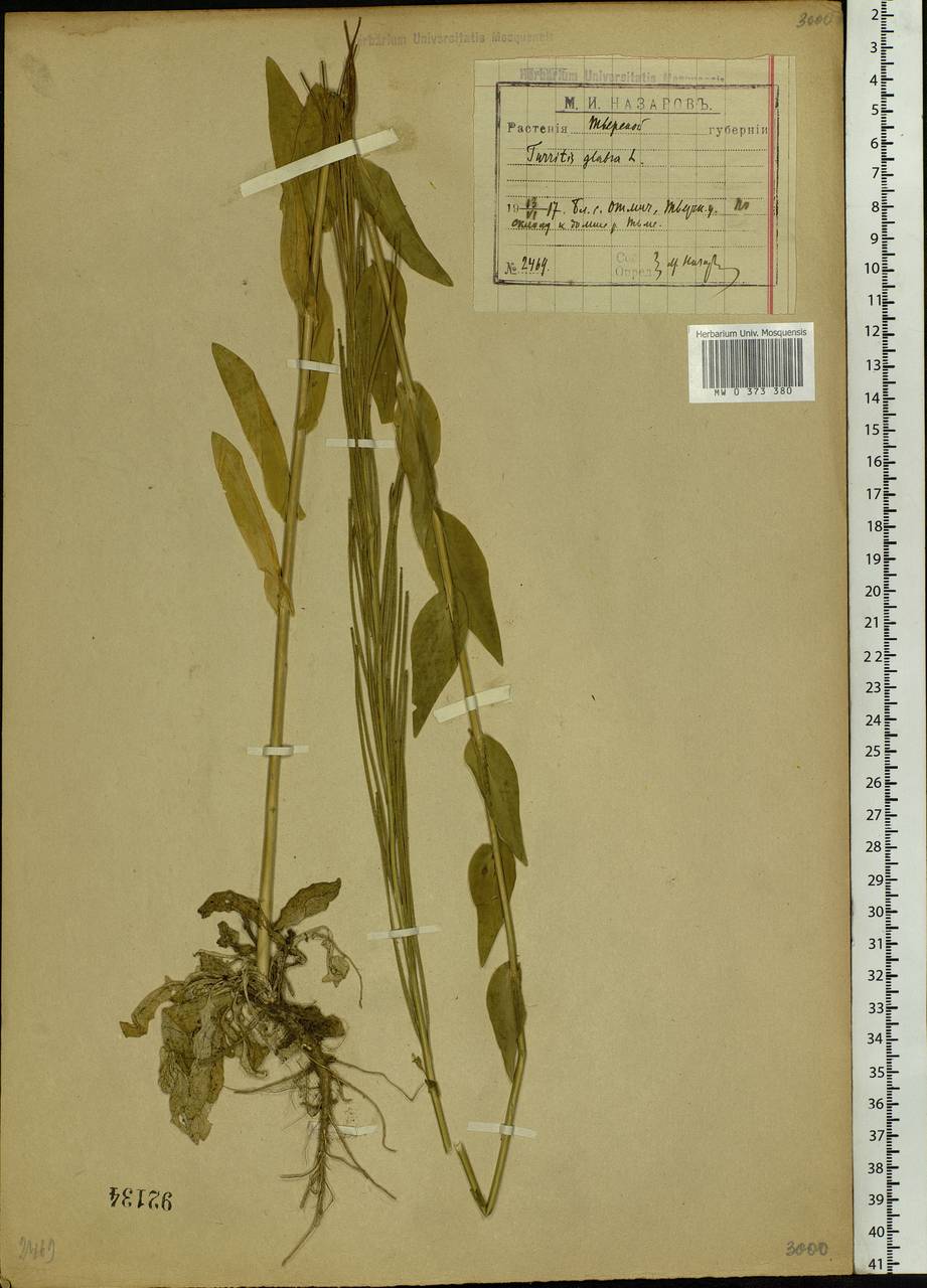 Turritis glabra L., Eastern Europe, North-Western region (E2) (Russia)