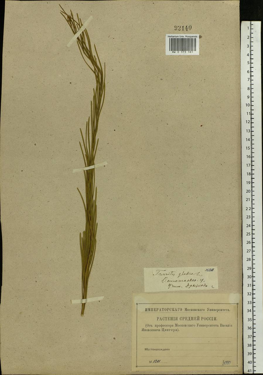 Turritis glabra L., Eastern Europe, North-Western region (E2) (Russia)