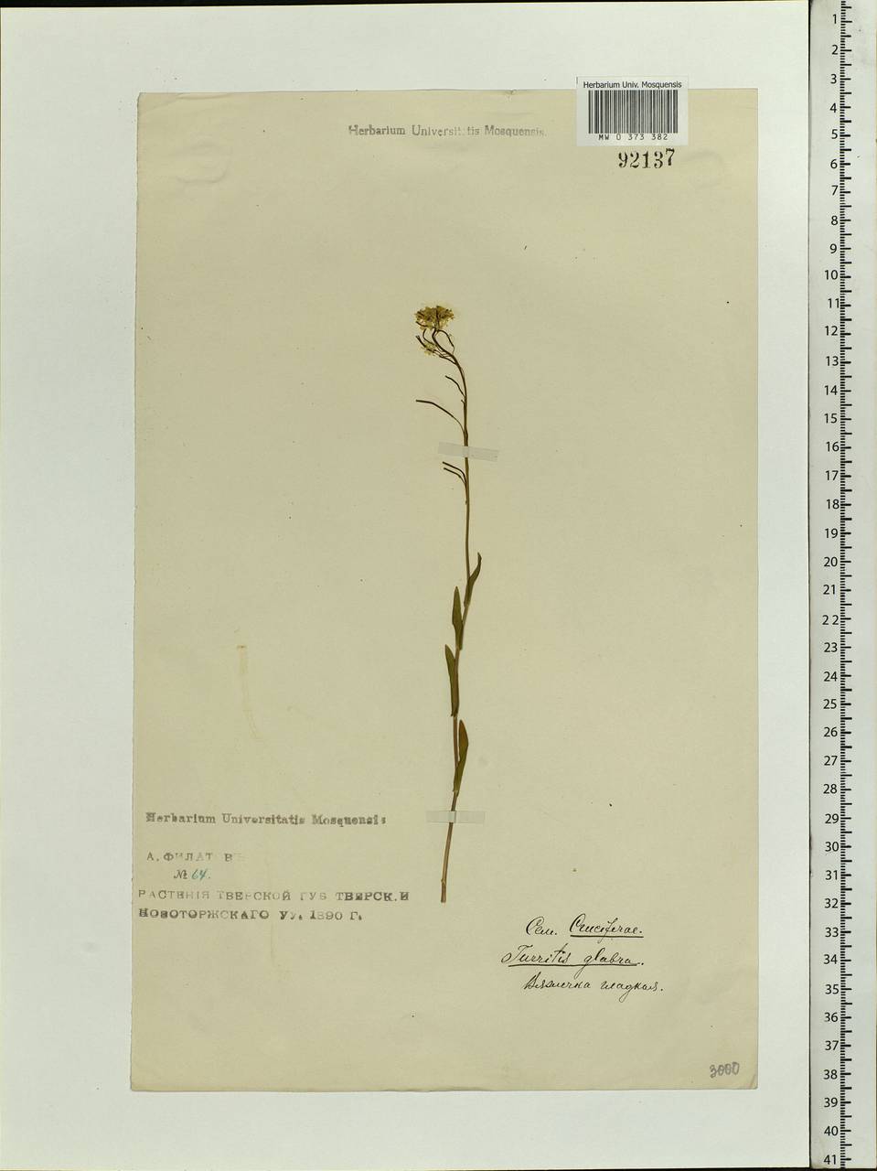 Turritis glabra L., Eastern Europe, North-Western region (E2) (Russia)