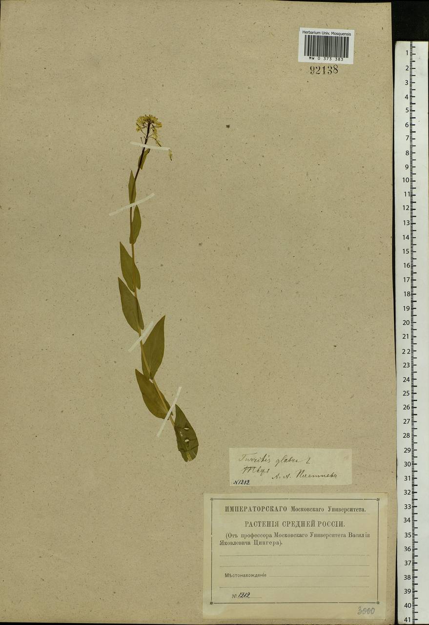 Turritis glabra L., Eastern Europe, North-Western region (E2) (Russia)