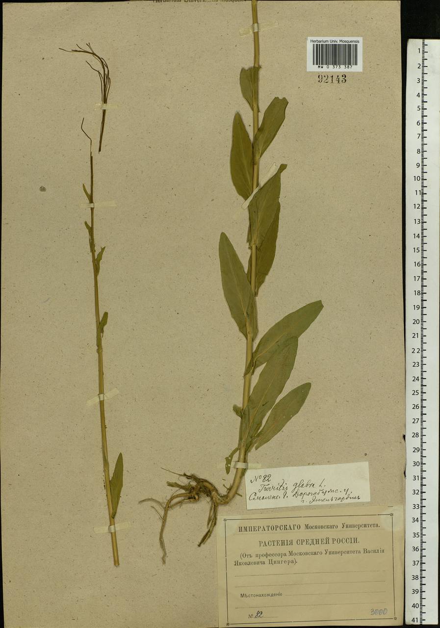 Turritis glabra L., Eastern Europe, Western region (E3) (Russia)