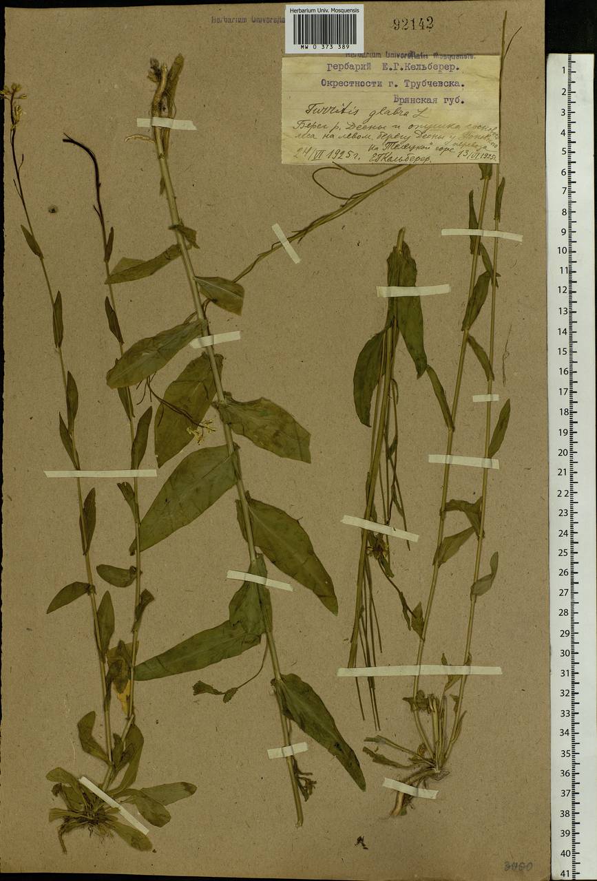 Turritis glabra L., Eastern Europe, Western region (E3) (Russia)