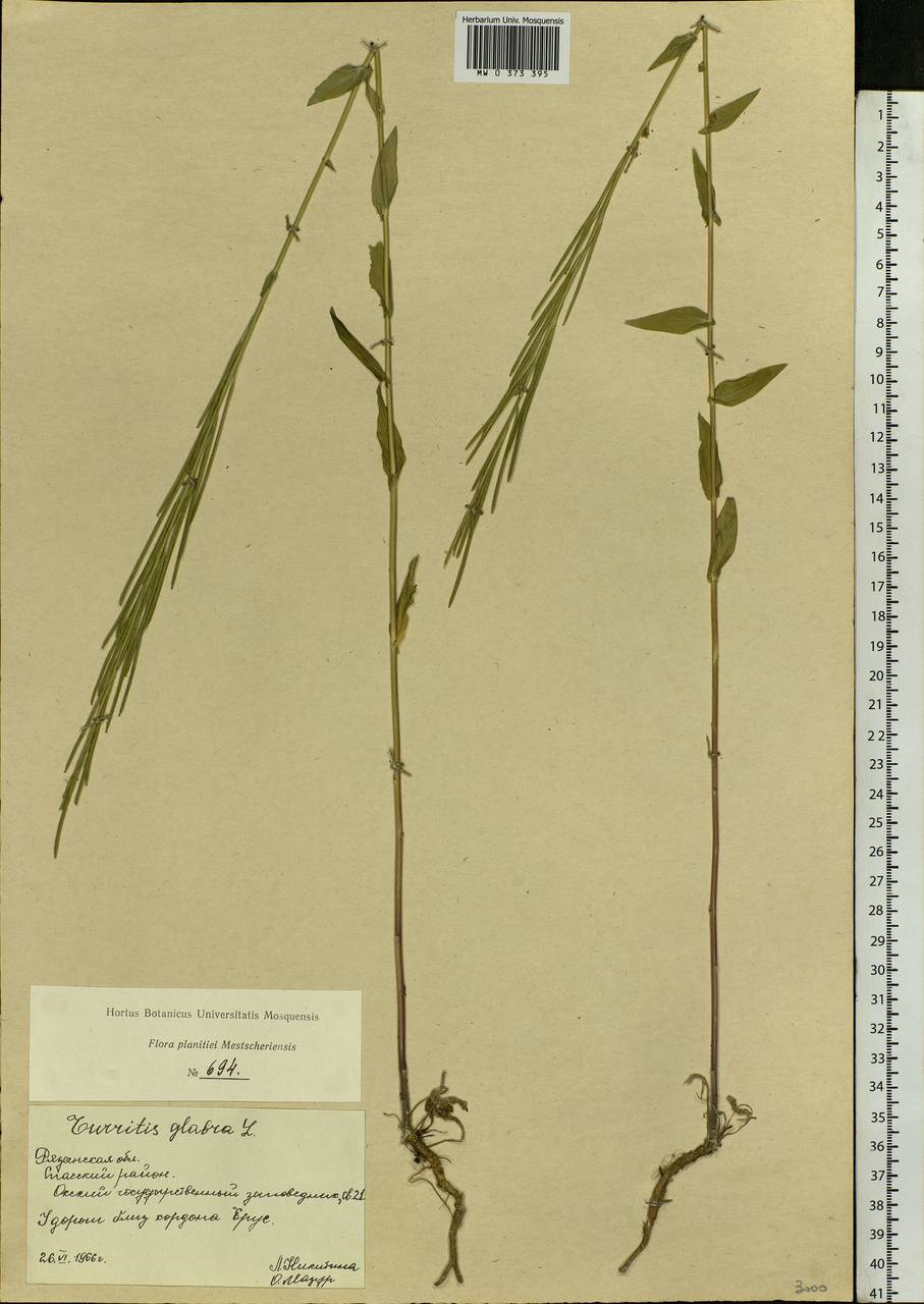 Turritis glabra L., Eastern Europe, Central region (E4) (Russia)