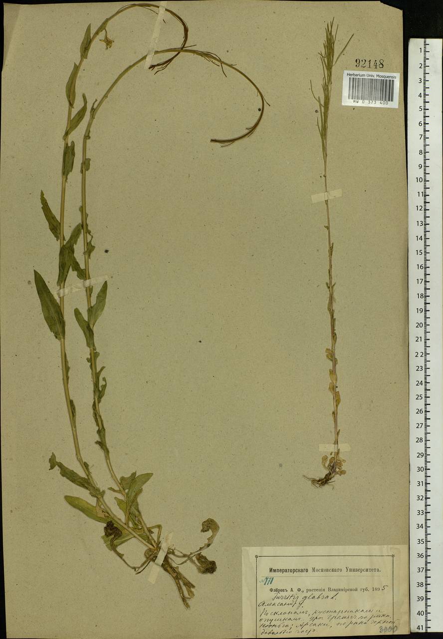 Turritis glabra L., Eastern Europe, Central region (E4) (Russia)