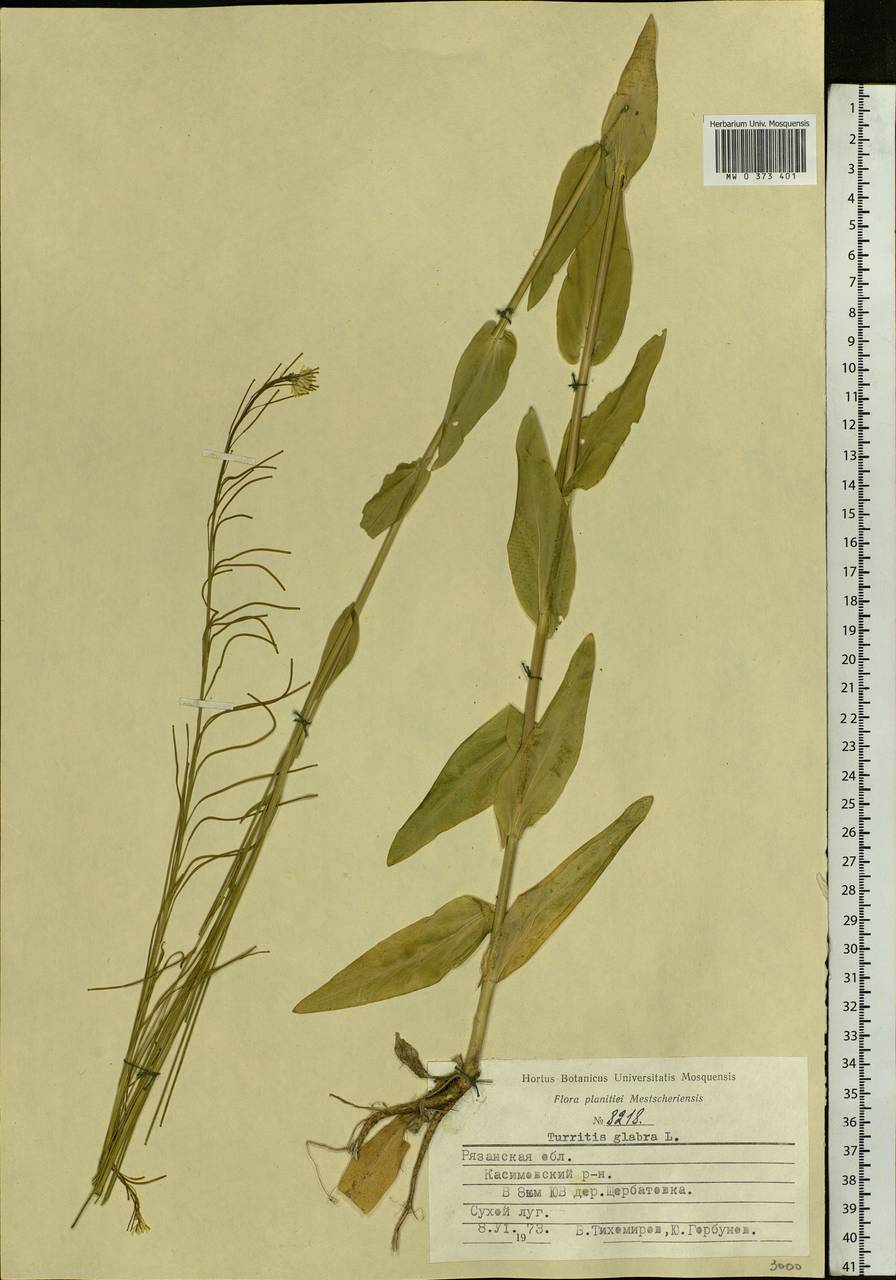 Turritis glabra L., Eastern Europe, Central region (E4) (Russia)