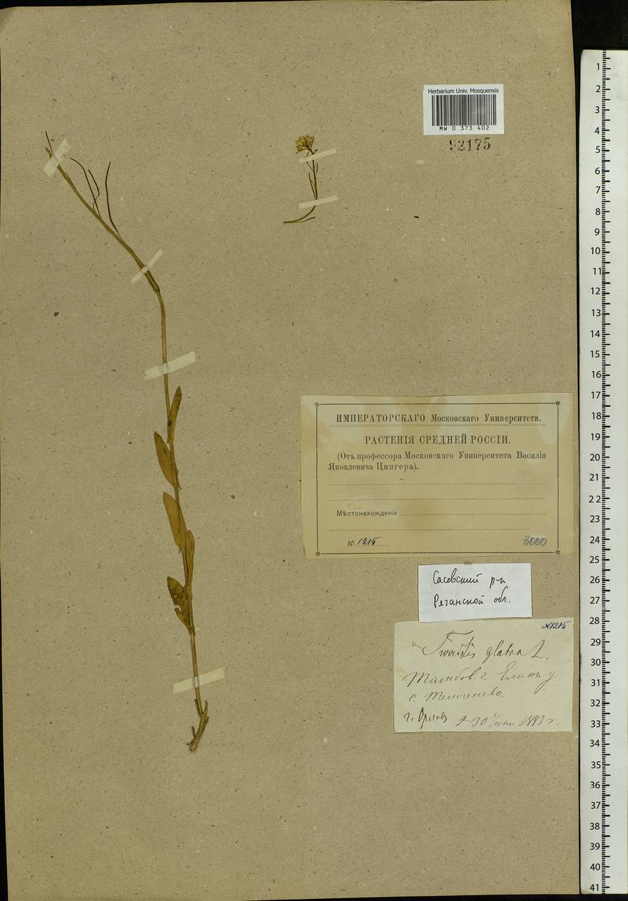 Turritis glabra L., Eastern Europe, Central region (E4) (Russia)