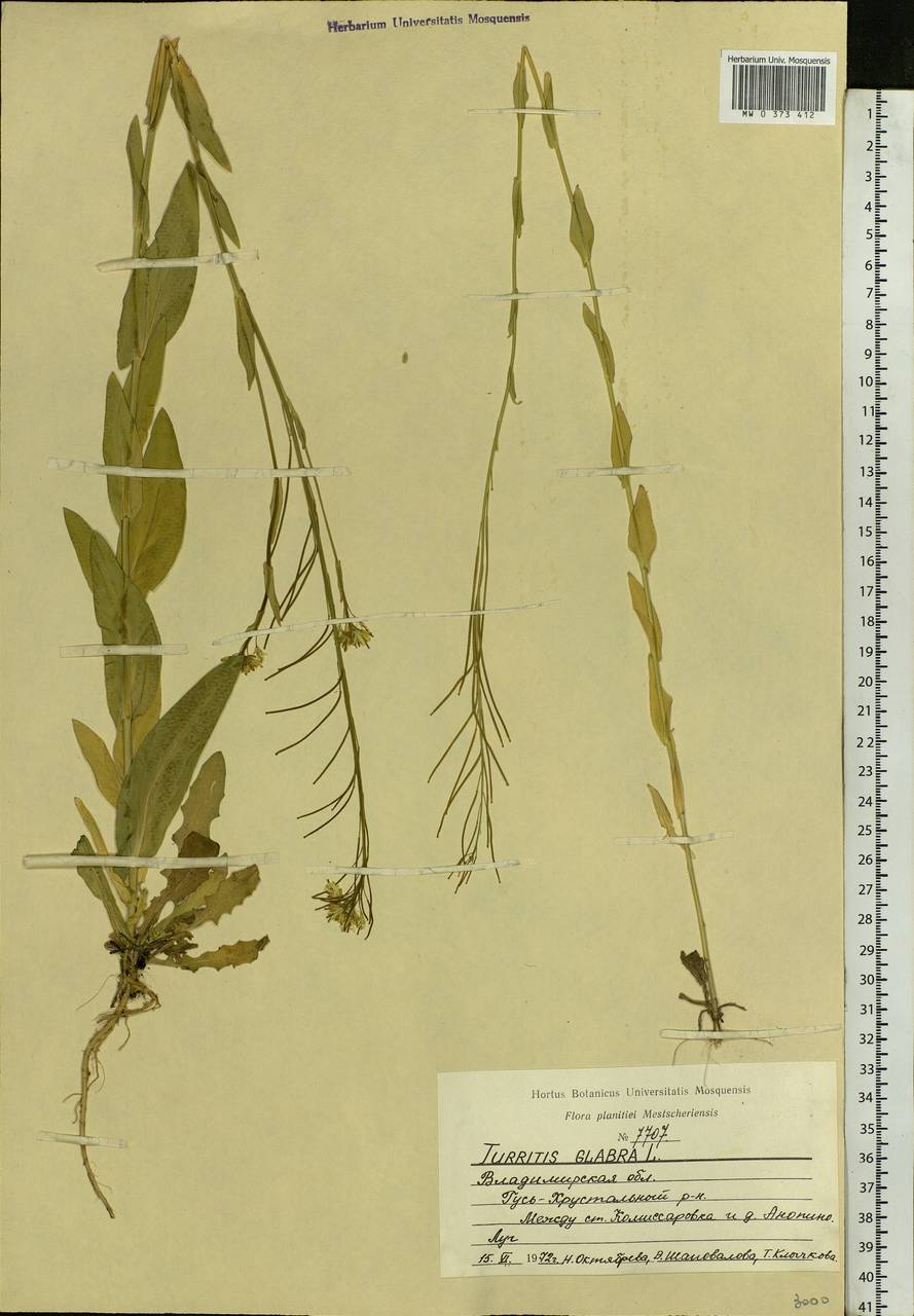 Turritis glabra L., Eastern Europe, Central region (E4) (Russia)