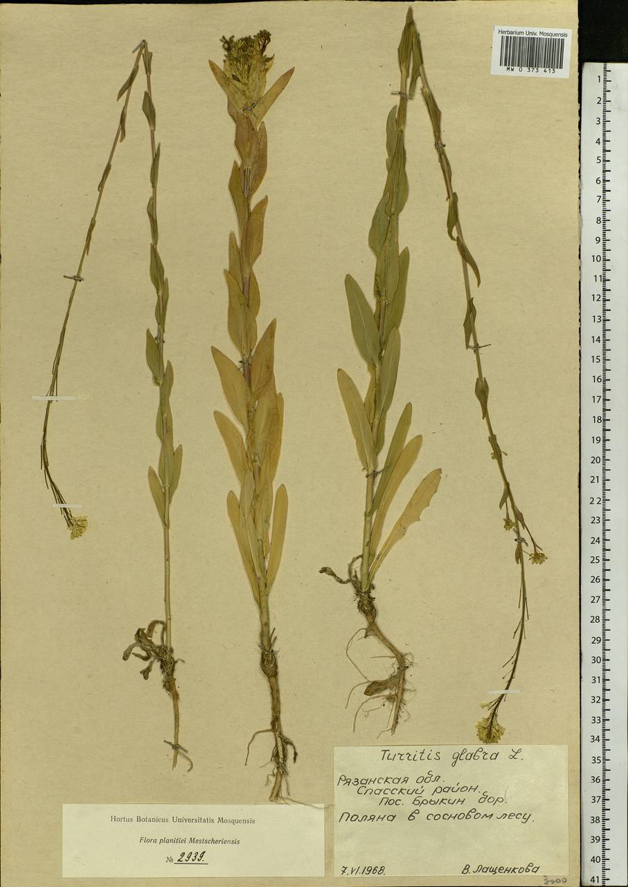 Turritis glabra L., Eastern Europe, Central region (E4) (Russia)