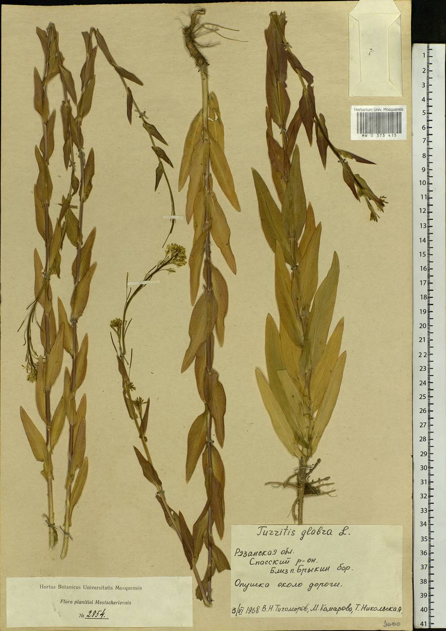 Turritis glabra L., Eastern Europe, Central region (E4) (Russia)