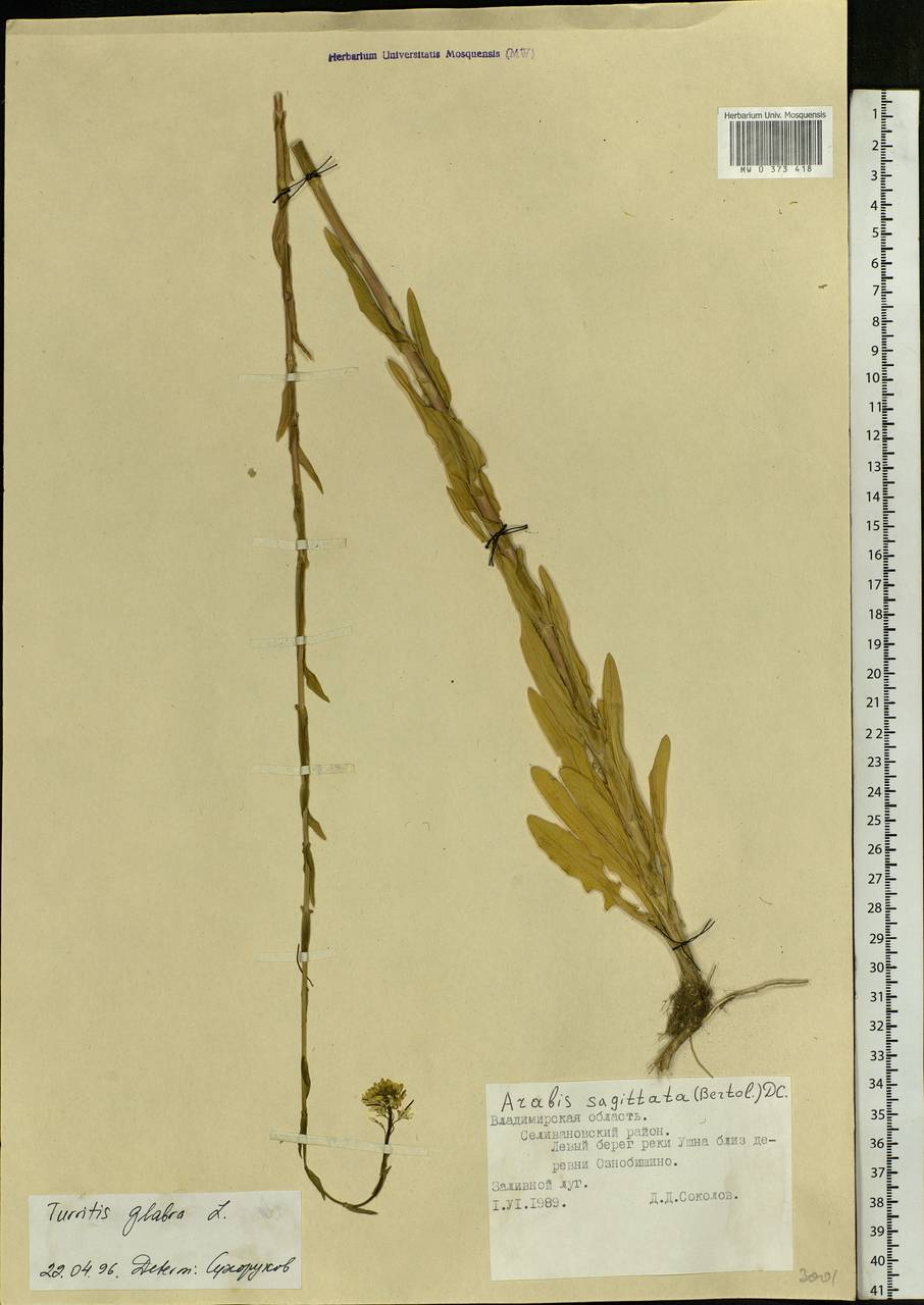 Turritis glabra L., Eastern Europe, Central region (E4) (Russia)