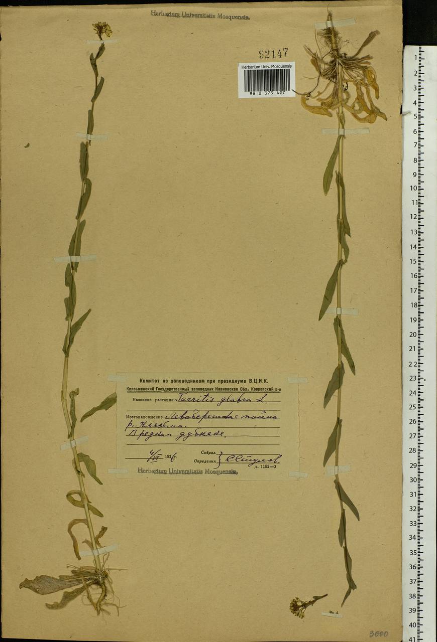 Turritis glabra L., Eastern Europe, Central region (E4) (Russia)