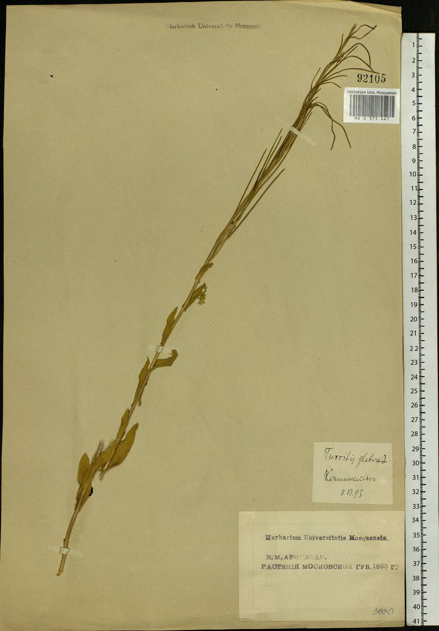 Turritis glabra L., Eastern Europe, Moscow region (E4a) (Russia)