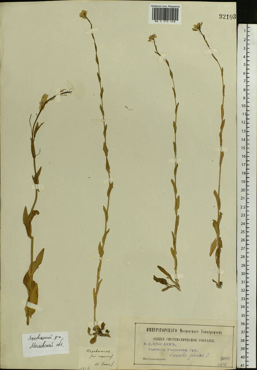 Turritis glabra L., Eastern Europe, Moscow region (E4a) (Russia)