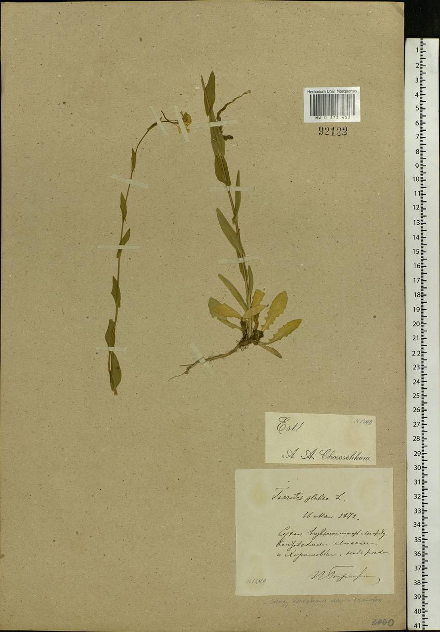 Turritis glabra L., Eastern Europe, Moscow region (E4a) (Russia)