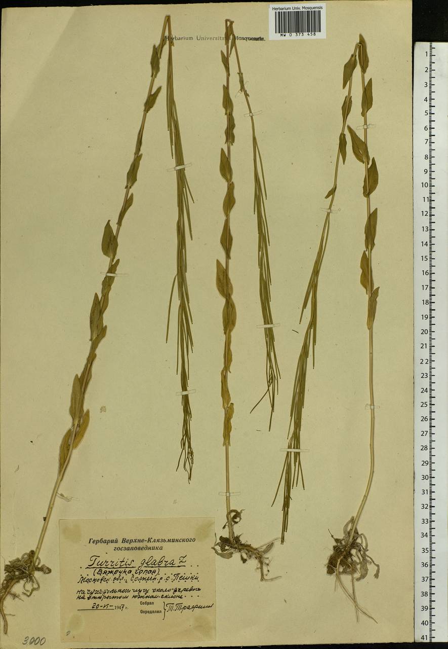 Turritis glabra L., Eastern Europe, Moscow region (E4a) (Russia)