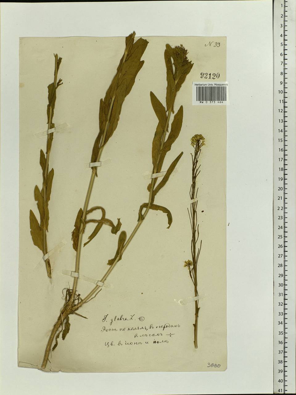 Turritis glabra L., Eastern Europe, Moscow region (E4a) (Russia)