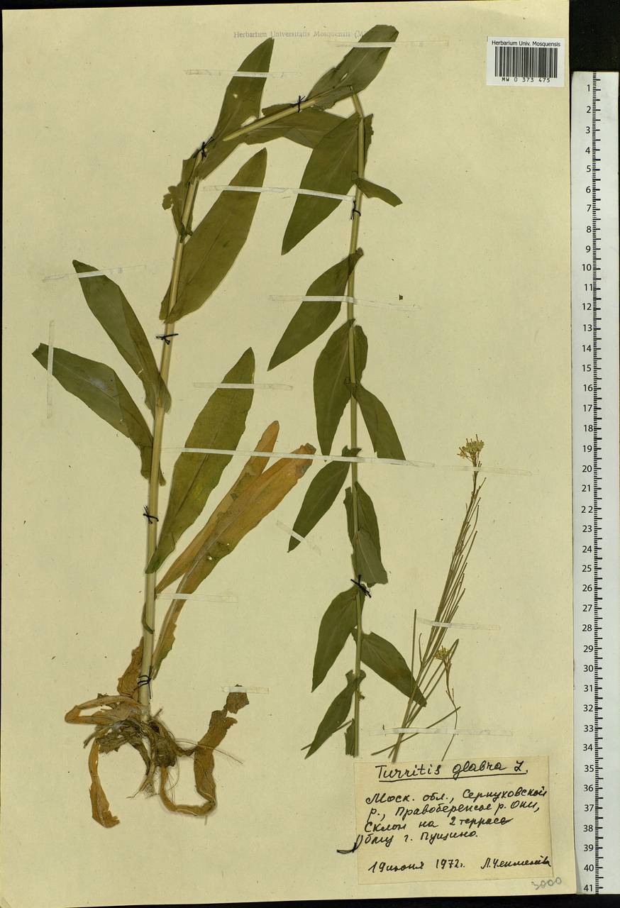 Turritis glabra L., Eastern Europe, Moscow region (E4a) (Russia)