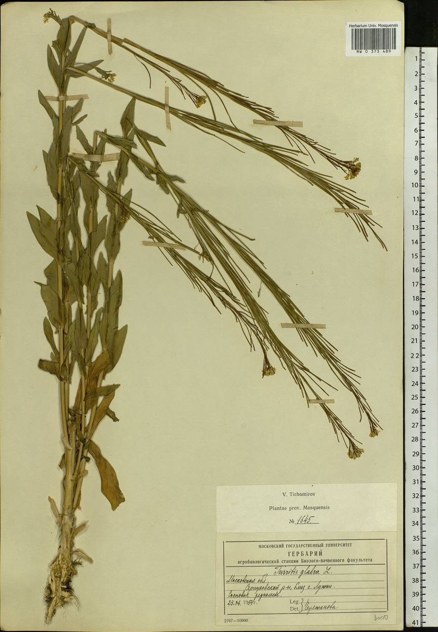 Turritis glabra L., Eastern Europe, Moscow region (E4a) (Russia)