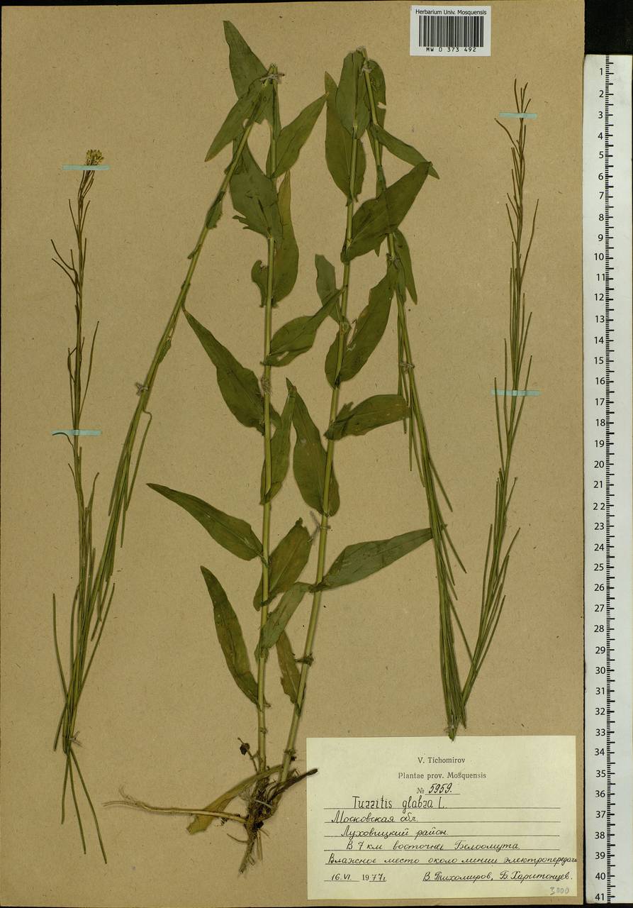 Turritis glabra L., Eastern Europe, Moscow region (E4a) (Russia)