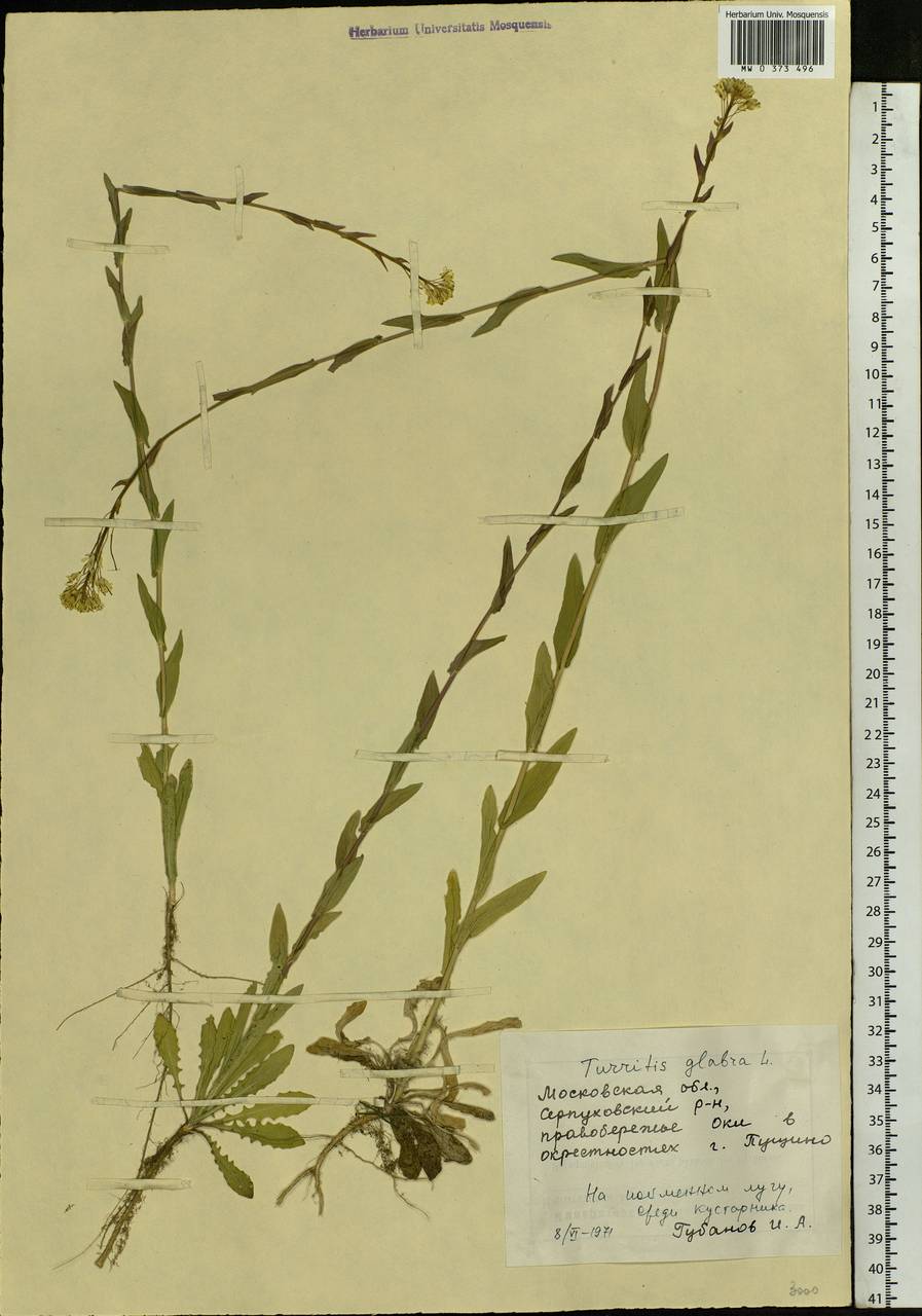 Turritis glabra L., Eastern Europe, Moscow region (E4a) (Russia)