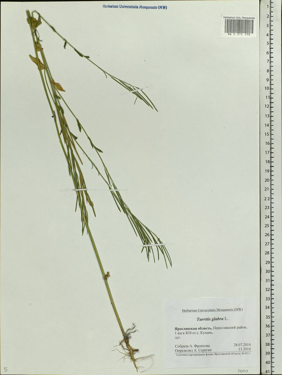 Turritis glabra L., Eastern Europe, Central forest region (E5) (Russia)
