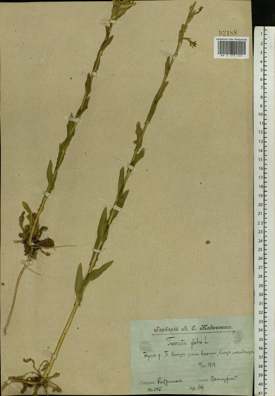 Turritis glabra L., Eastern Europe, Volga-Kama region (E7) (Russia)