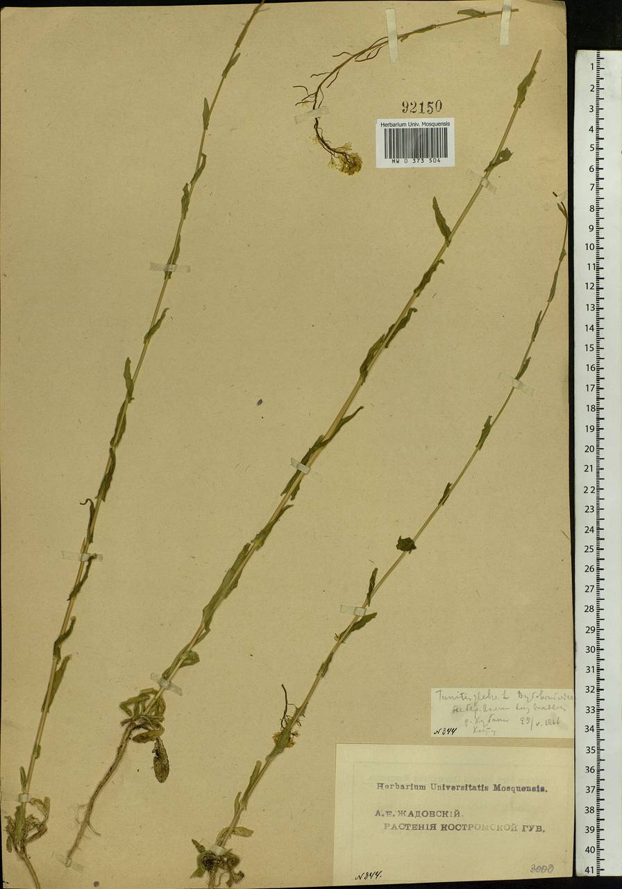 Turritis glabra L., Eastern Europe, Central forest region (E5) (Russia)