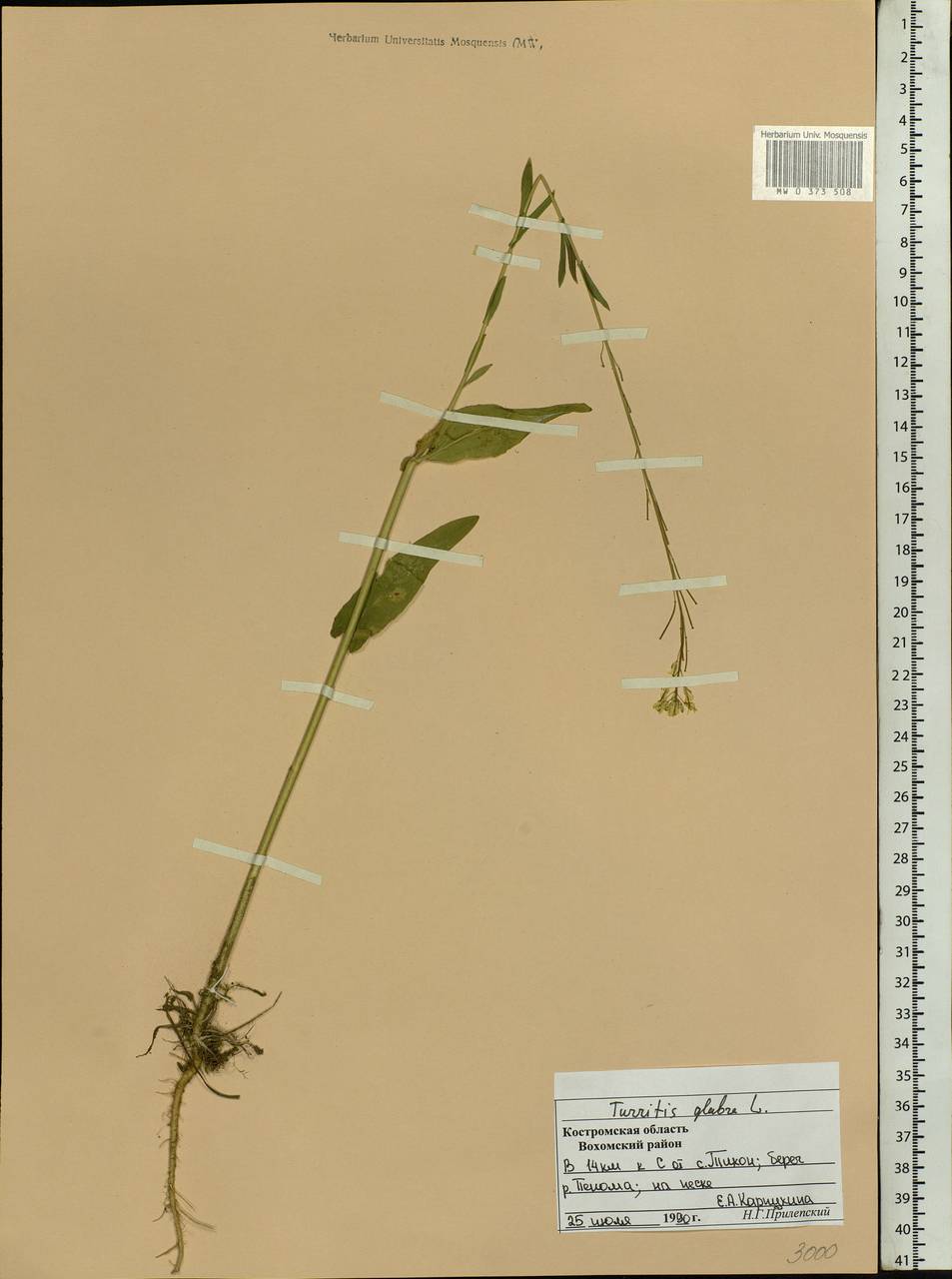 Turritis glabra L., Eastern Europe, Central forest region (E5) (Russia)