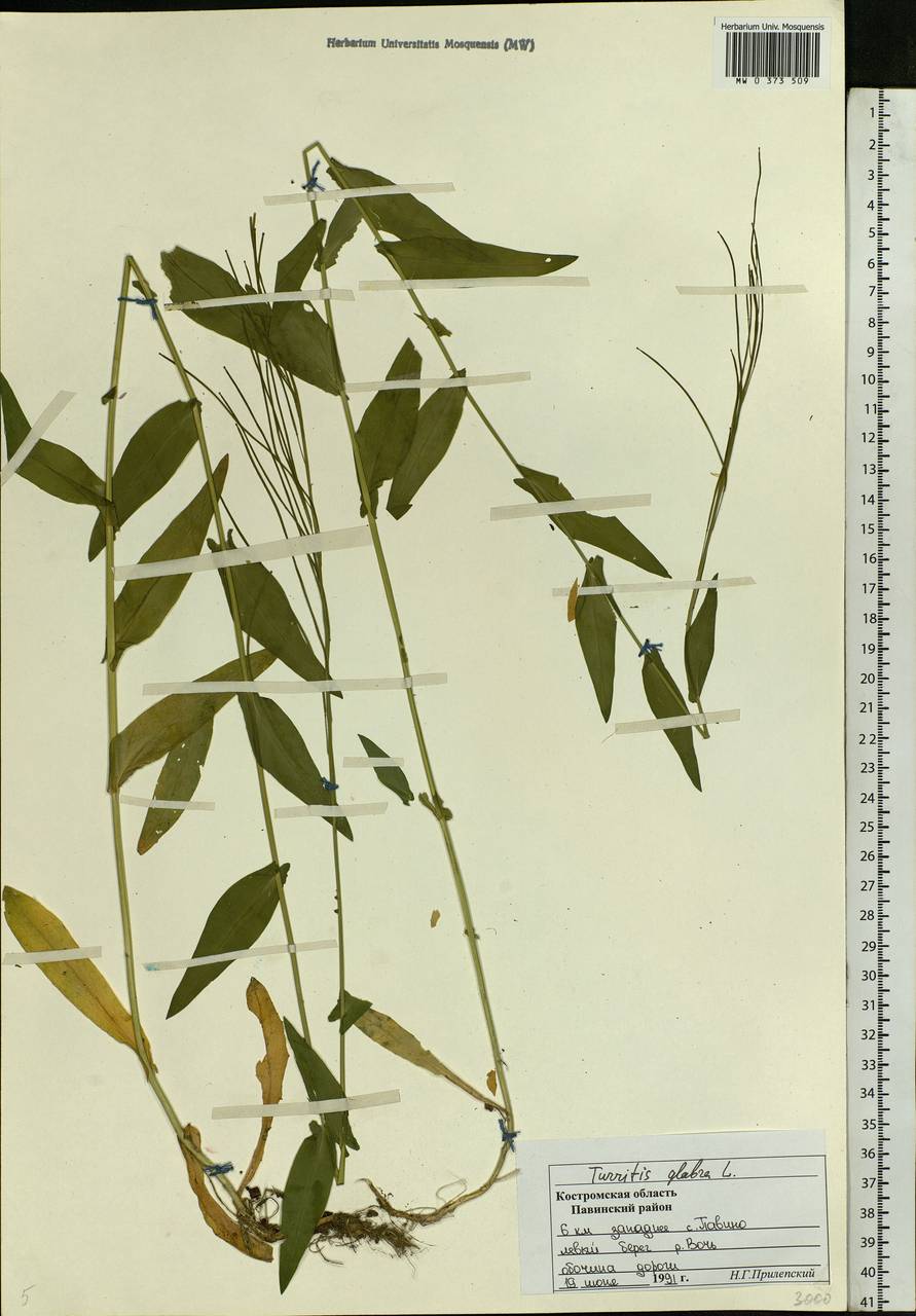 Turritis glabra L., Eastern Europe, Central forest region (E5) (Russia)