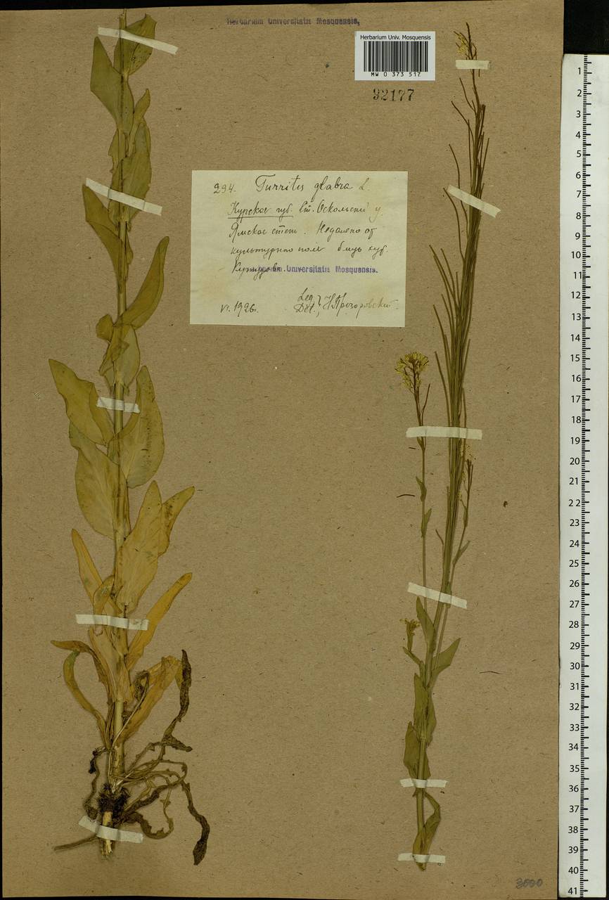 Turritis glabra L., Eastern Europe, Central forest-and-steppe region (E6) (Russia)