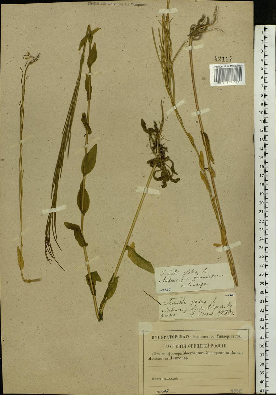 Turritis glabra L., Eastern Europe, Central forest-and-steppe region (E6) (Russia)