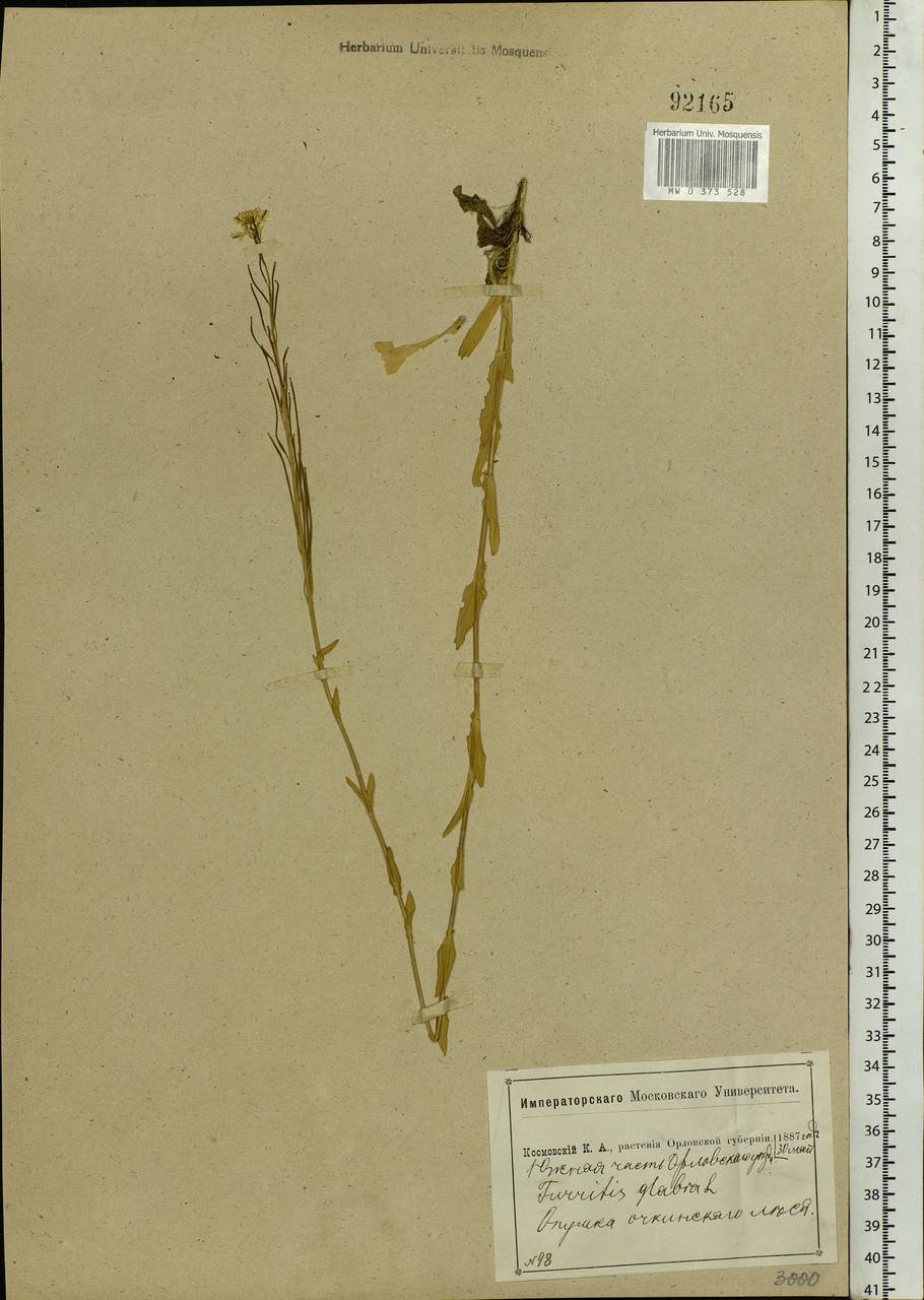 Turritis glabra L., Eastern Europe, Central forest-and-steppe region (E6) (Russia)