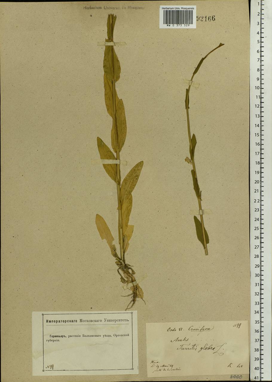 Turritis glabra L., Eastern Europe, Central forest-and-steppe region (E6) (Russia)